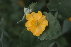 Abutilon pannosum